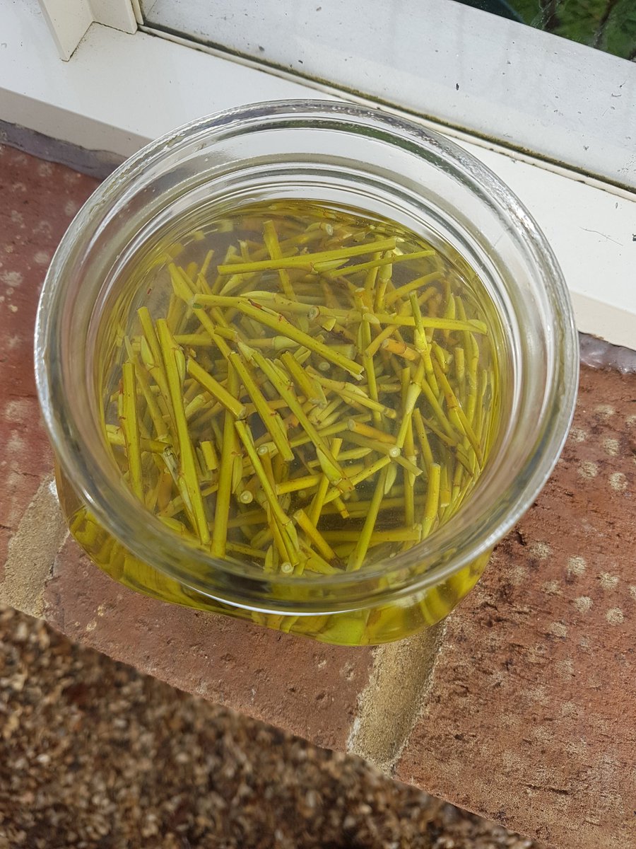 PittsandLilly's tweet photo. Going to be trying willow water for the first time! #rootinghormone #Horticulture https://t.co/4QHUuzOWW3