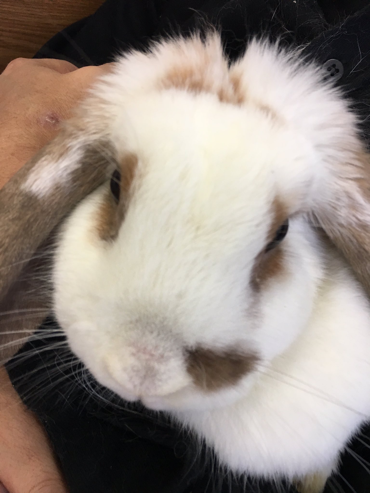 のっぽ動物病院 鎌倉市大船 年中無休 うさぎの メッシ ちゃん 定期的に爪切りとブラッシングにいらっしゃり 診察をします とっても健やかなメッシちゃん うさぎ うさぎの爪切り T Co Tzirpkxkg0 Twitter