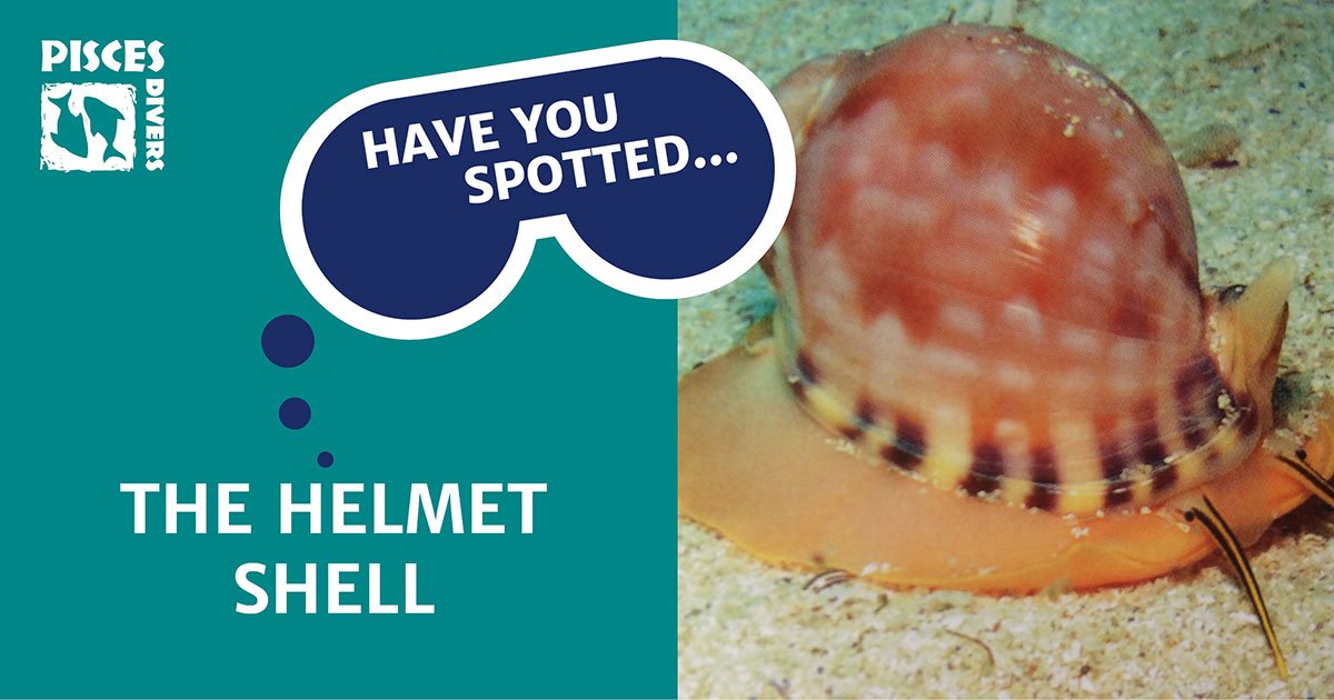 PiscesDiversCT's tweet photo. #haveyouspotted the Helmet shell while #diving with #piscesdivers in #falsebay? https://t.co/I0kgn1Wc9v https://t.co/OYFFqYtOjB
