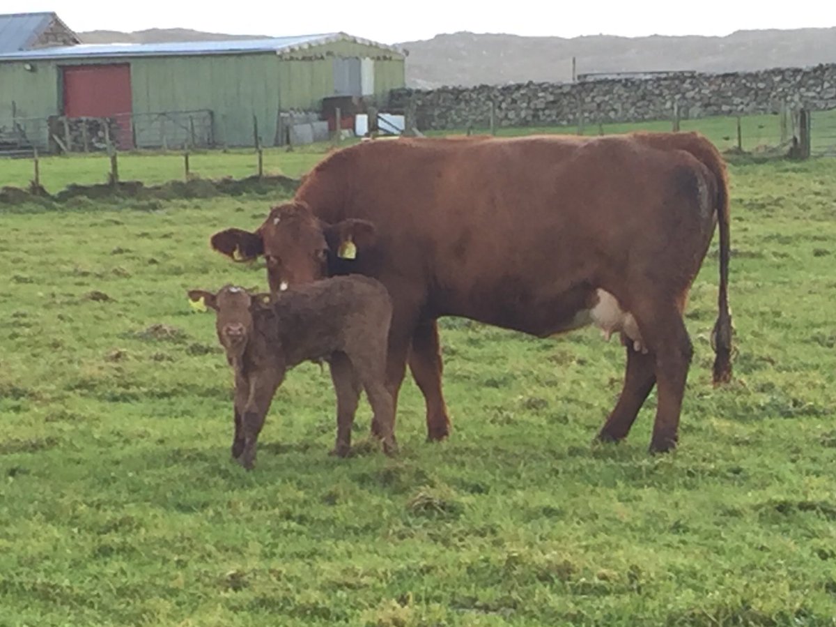 macinnes_john's tweet photo. Janey seems pretty chuffed with with this wee fellow! #calving2017 @joannemacinnes https://t.co/ilesAC837G
