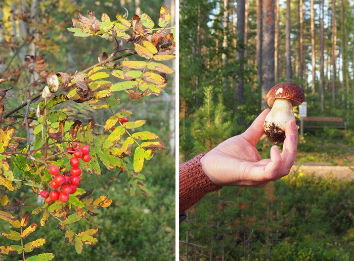 argone69's tweet photo. * blog * Finlande, Mikkeli https://t.co/ozQeJ9ejMd @OurFinland #helloMikkeli #LakeLand #travelblogger #blogpost https://t.co/O9ZQLgQhyE