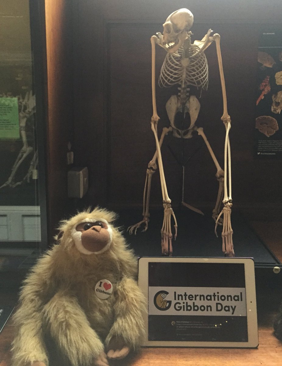h_chatterjee's tweet photo. In the brachiation zone @GrantMuseum we are celebrating gibbons amazing swinging and climbing abilities #IGD2017 @IUCN_Gibbon https://t.co/RSk3uzNc36