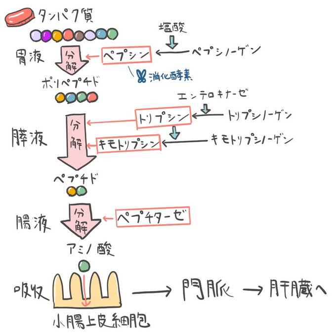 ゴロ 解剖生理イラストさん のツイート れる の検索結果 1 Whotwi グラフィカルtwitter分析