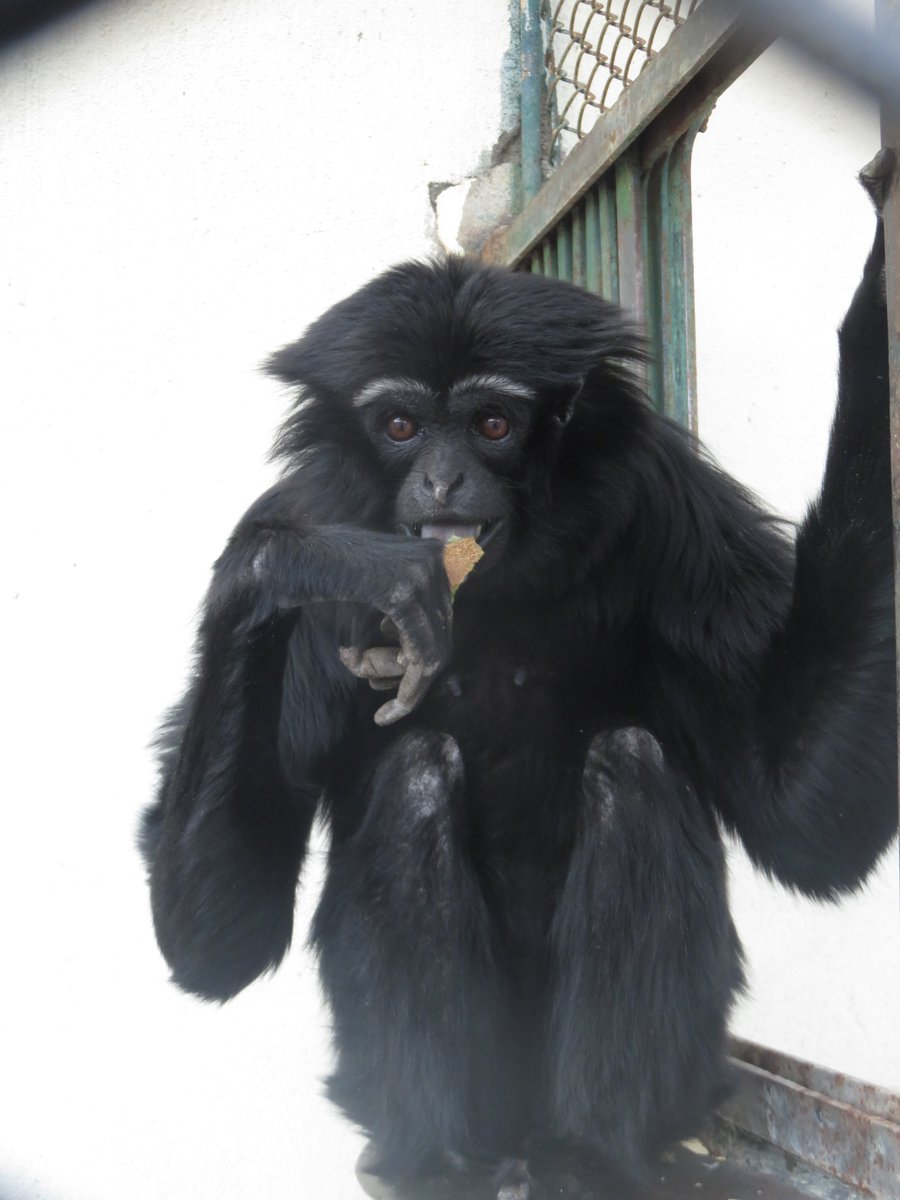 小諸市動物園 公式 Auf Twitter テナガザルが棲む森は 人間の活動によって減少しています 小諸市動物園でも アジルテナガザルを飼育しています このクロちゃんを通して 生息地の森で何が起きているか 私たちに何ができるか考えていただければと思います 小諸市動物園 公式 Auf Twitter テナガザルが棲む森は 人間の活動によって減少しています 小諸市動物園でも アジルテナガザルを飼育しています このクロちゃんを通して 生息地の森で何が起きているか 私たちに何ができるか考えていただければと思います