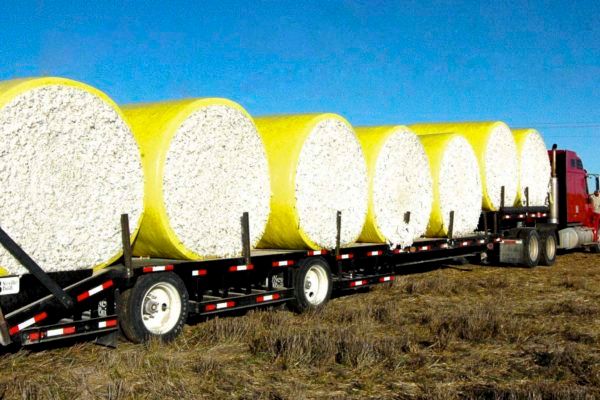TexasCotton_'s tweet photo. Thompson on Cotton: Market Doesn’t Blink at USDA’s Oct. Numbers https://t.co/JLq2aR82rN https://t.co/08KGGdudHr