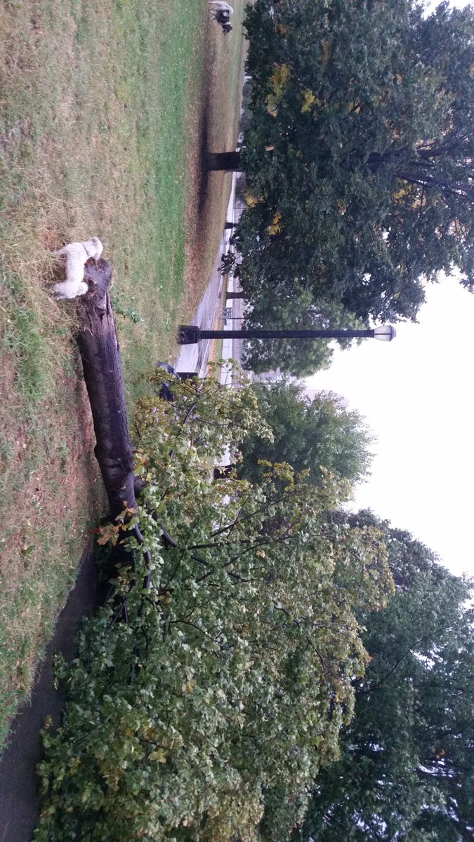Internship_USA's tweet photo. @NYCParks tree down Rainey Park, LIC. #raineypark #storm #NYCparks #rainypark https://t.co/cw6VayIpqU