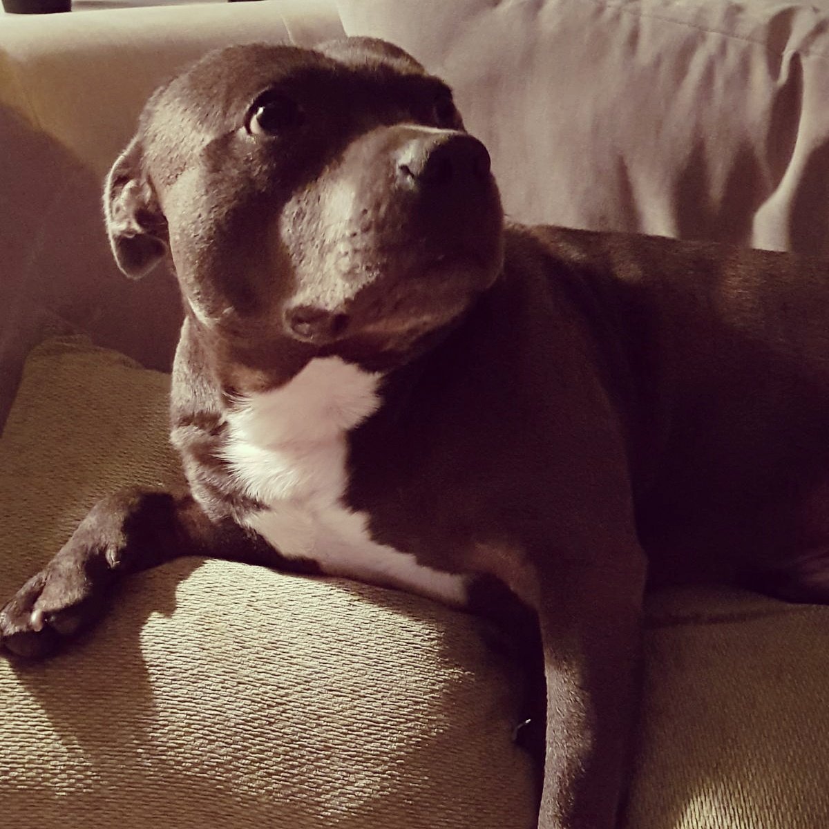 djjjfrost's tweet photo. #Bluefrost my best friend in the world 🐶🐶🐶🐶💯❤💯 https://t.co/usSoFEkaYj