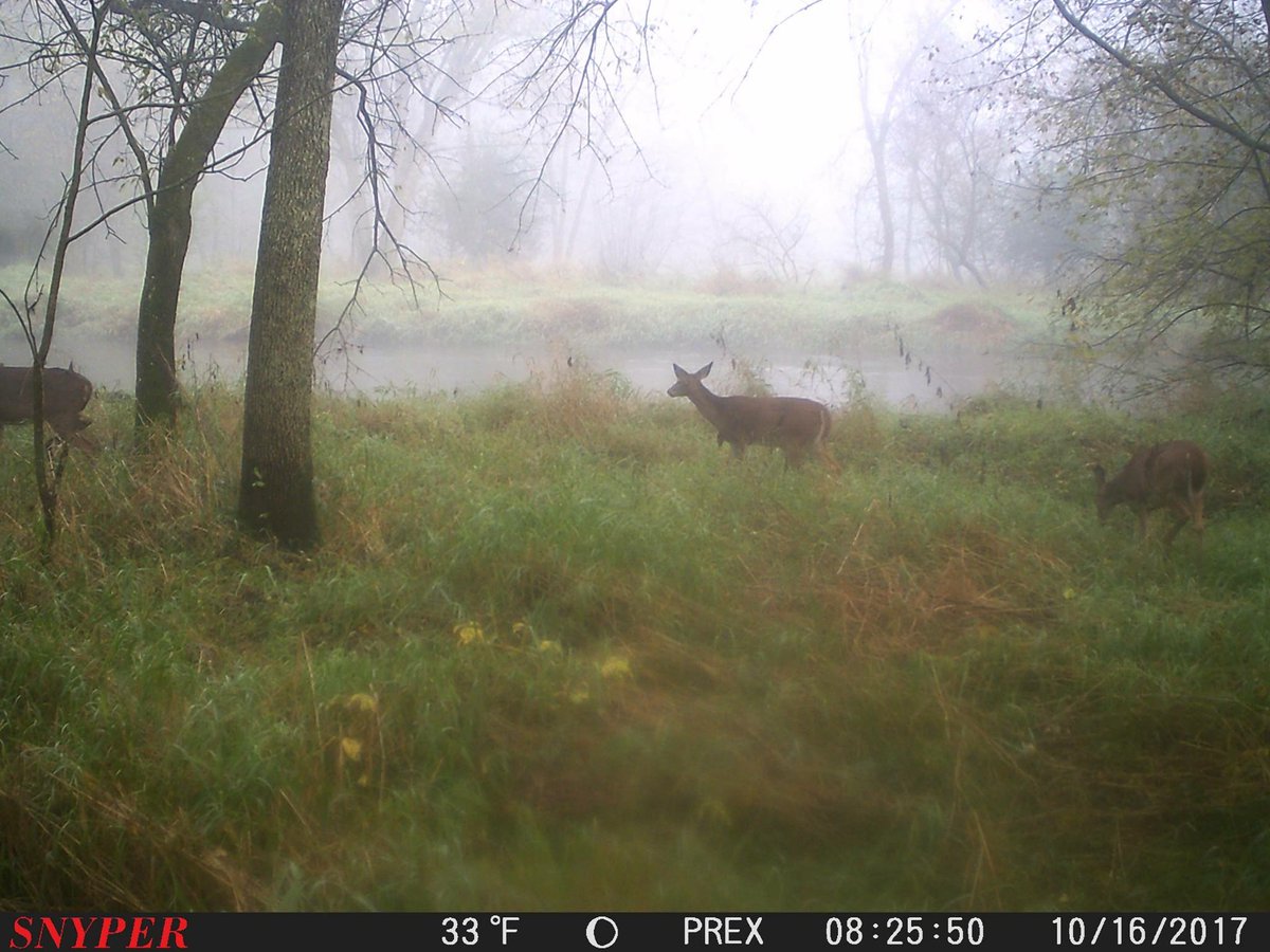 TCGooRoo's tweet photo. River bottoms deer #wisconsin #trailcam #trailcamera #snyper #sapperblackops https://t.co/6FBYXzjI2W