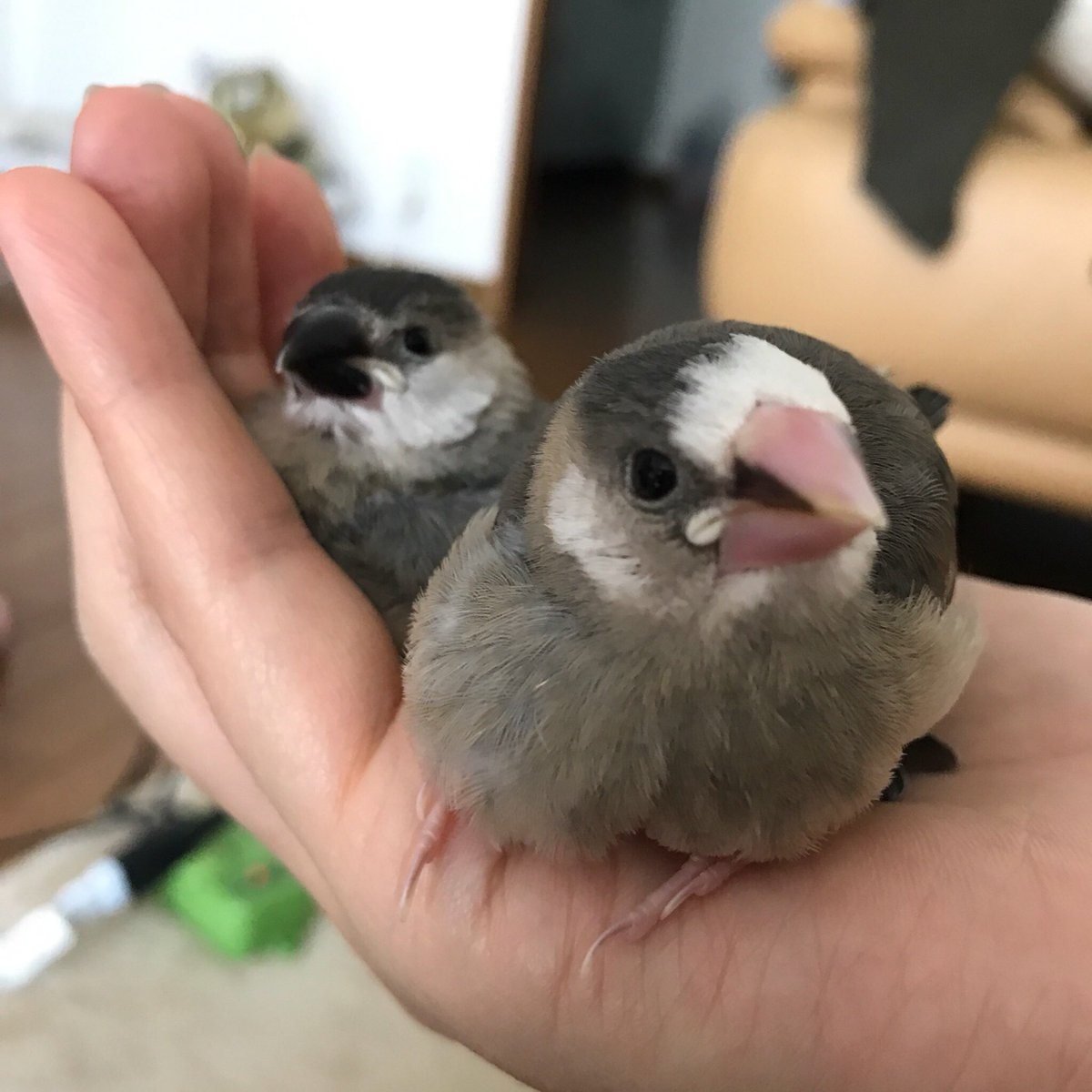 はち ふつう垢 No Twitter 4月にお迎えした桜文鳥のきょうだいたち ヒナの頃から頭が半分白い子は初めて見たよ うちに来てくれてありがとう 文鳥の日17 はち ふつう垢 No Twitter 4月にお迎えした桜文鳥のきょうだいたち ヒナの頃から頭が半分白い子は初めて見たよ うちに来てくれてありがとう 文鳥の日17