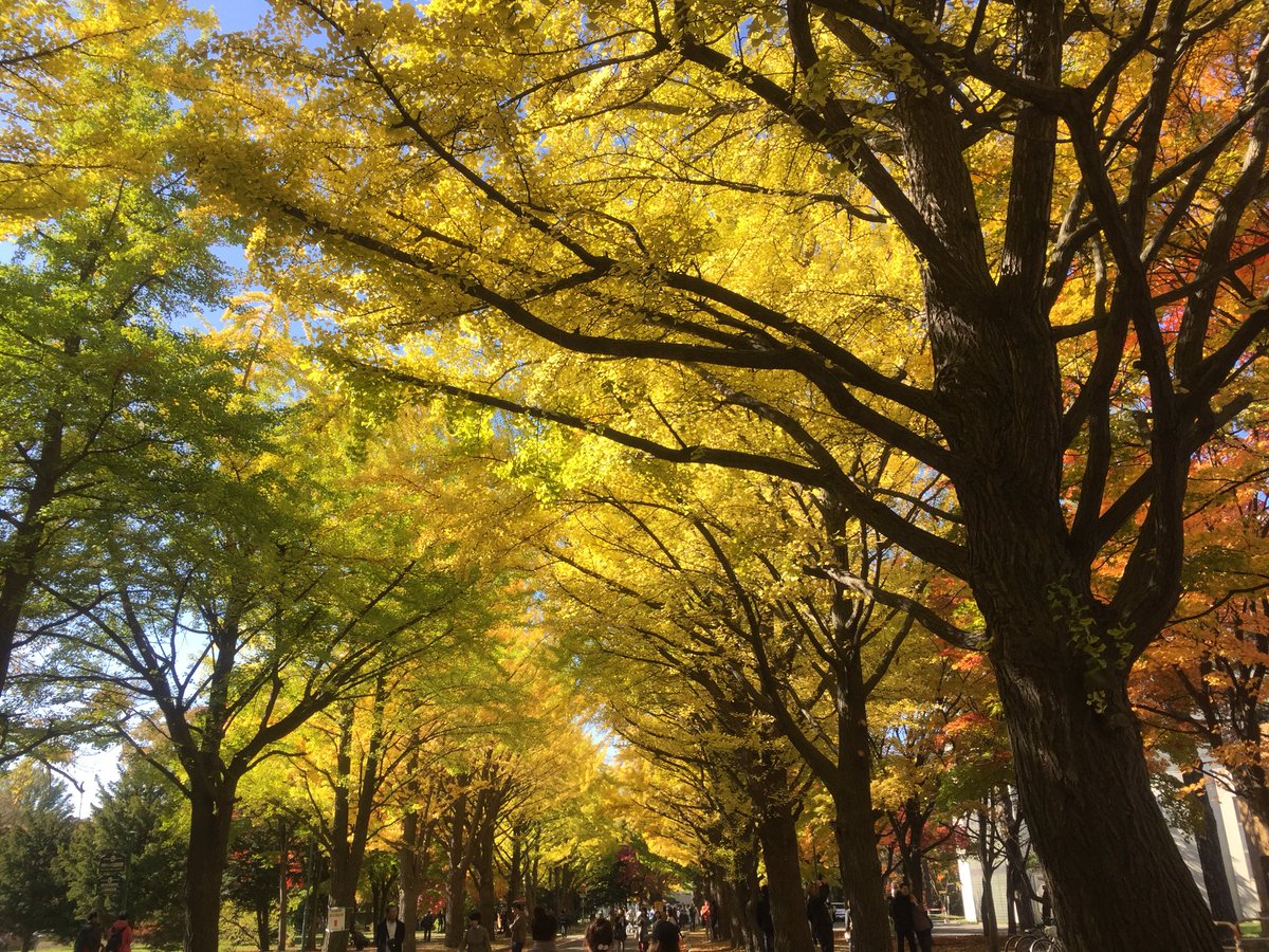 meg_tuu's tweet photo. 北大の銀杏並木♪ https://t.co/IhojhuFpj1