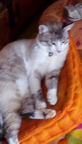 AlerteAnimaux's tweet photo. #Perdu: #Chat blac gris tigré nommé #Chatmalo à agde (34)  https://t.co/NWwXiqoZXR https://t.co/8Edkr8smvB