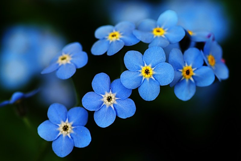 切ない花言葉 ワスレナグサ ドイツの悲話の中で 騎士が恋人に花を贈ろうとこの花を摘もうとした時に不慮の事故により命を落としました その最期の瞬間に 私を忘れないで と言った事が花言葉の由来 その後 恋人は生涯に渡り髪に花を飾り続ける 切ない花言葉 ワスレナグサ ドイツの悲話の中で 騎士が恋人に花を贈ろうとこの花を摘もうとした時に不慮の事故により命を落としました その最期の瞬間に 私を忘れないで と言った事が花言葉の由来 その後 恋人は生涯に渡り髪に花を飾り続ける
