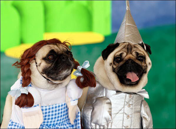 shellsfeed's tweet photo. We're off to see the Wizard, the wonderful wizard of #TREATS! He lives at #ShellsFeed!!! #TuesdayTreat #TongueOutTuesday #TOT #Halloween https://t.co/nBL4i4HMoI