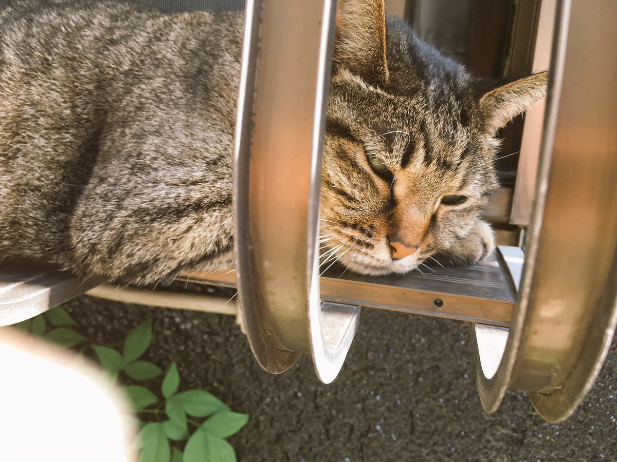 merci_kensuke's tweet photo. 三ノ輪周辺を散歩中に出会った、半家半ノラの猫やん。
さすが荒川区、人間に媚びないこのカンジ。

＃三ノ輪 ＃荒川 ＃山谷 ＃猫 ＃写真 https://t.co/sPAuw4pnGV