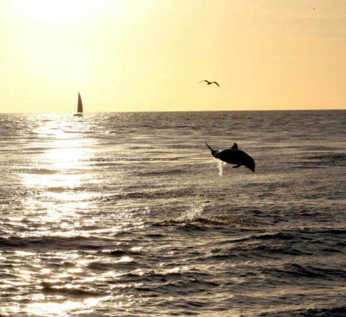 ShareALittleSun's tweet photo. Congrats to our Facebook #LoveFL Weekend Photo Contest Winner, Terri Harper, for her dolphin photo taken in Venice, Florida! https://t.co/736jScd7l7