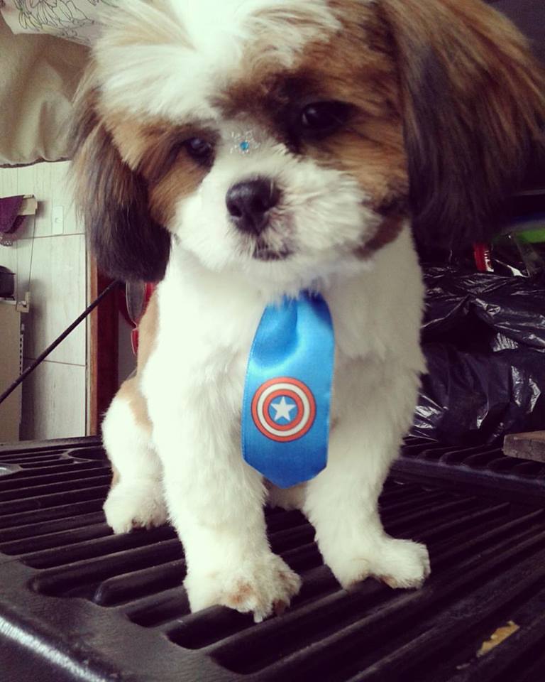 camilllaa_'s tweet photo. Meu primeiro dia no Pet Shop, fiquei tão cheiroso 😍🐶💙 #Bily #Shitzu https://t.co/BuE7rwy5KT