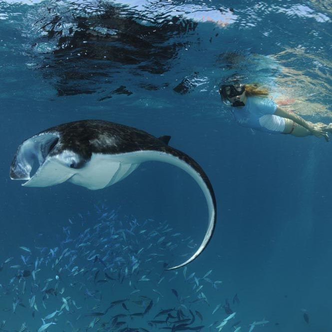 MantaTrust's tweet photo. #SwimmingWithMantas Step 6: Touching a manta will ruin the encounter and you may receive a fine. https://t.co/hlaoawHu1E Photo: Guy Stevens https://t.co/rJBs80xVaG