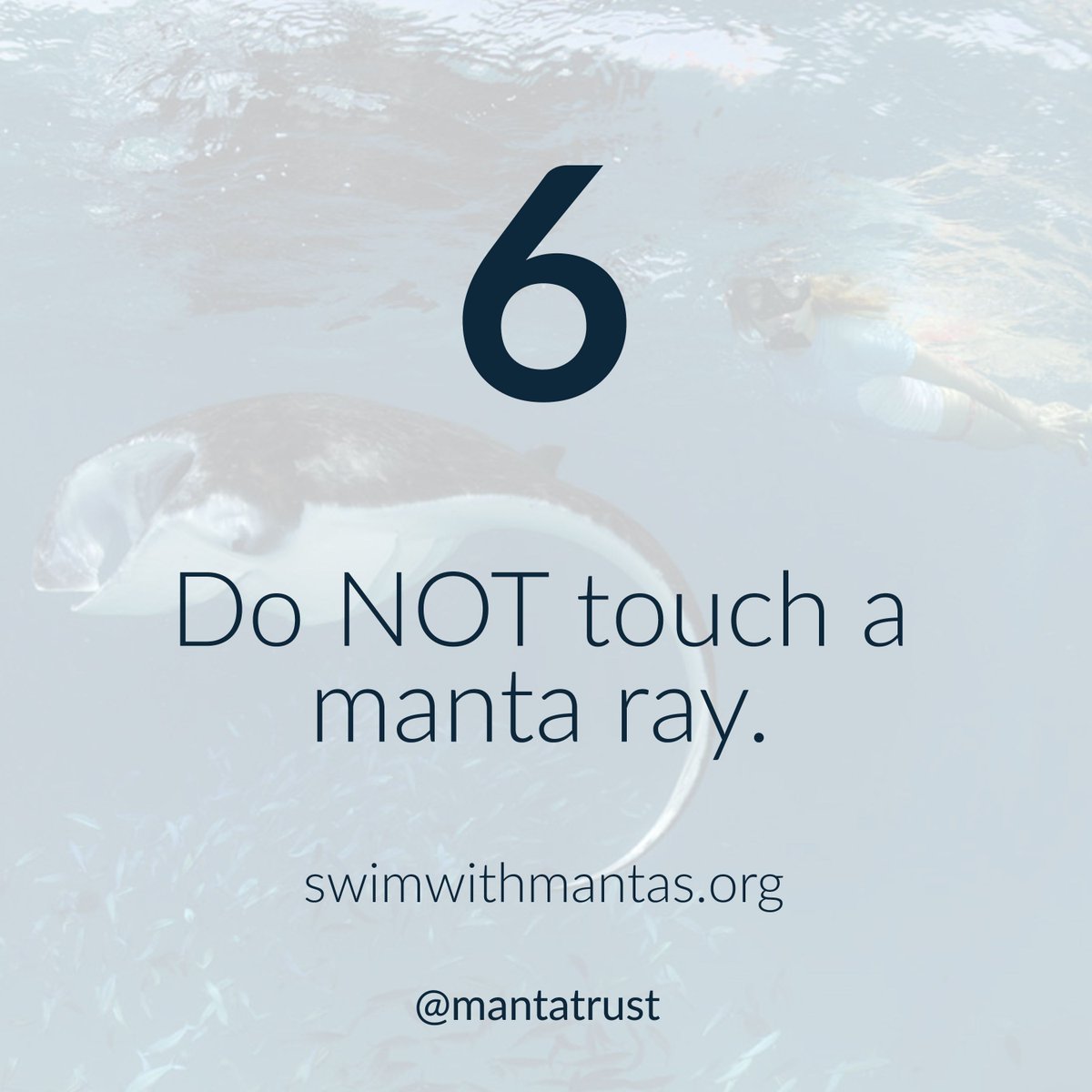 MantaTrust's tweet photo. #SwimmingWithMantas Step 6: Touching a manta will ruin the encounter and you may receive a fine. https://t.co/hlaoawHu1E Photo: Guy Stevens https://t.co/rJBs80xVaG