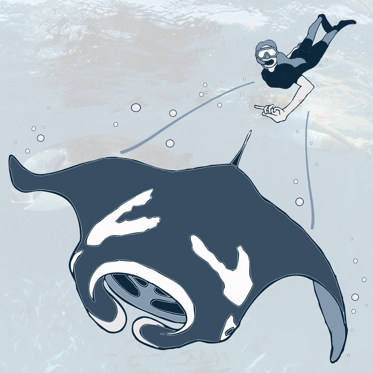 MantaTrust's tweet photo. #SwimmingWithMantas Step 6: Touching a manta will ruin the encounter and you may receive a fine. https://t.co/hlaoawHu1E Photo: Guy Stevens https://t.co/rJBs80xVaG