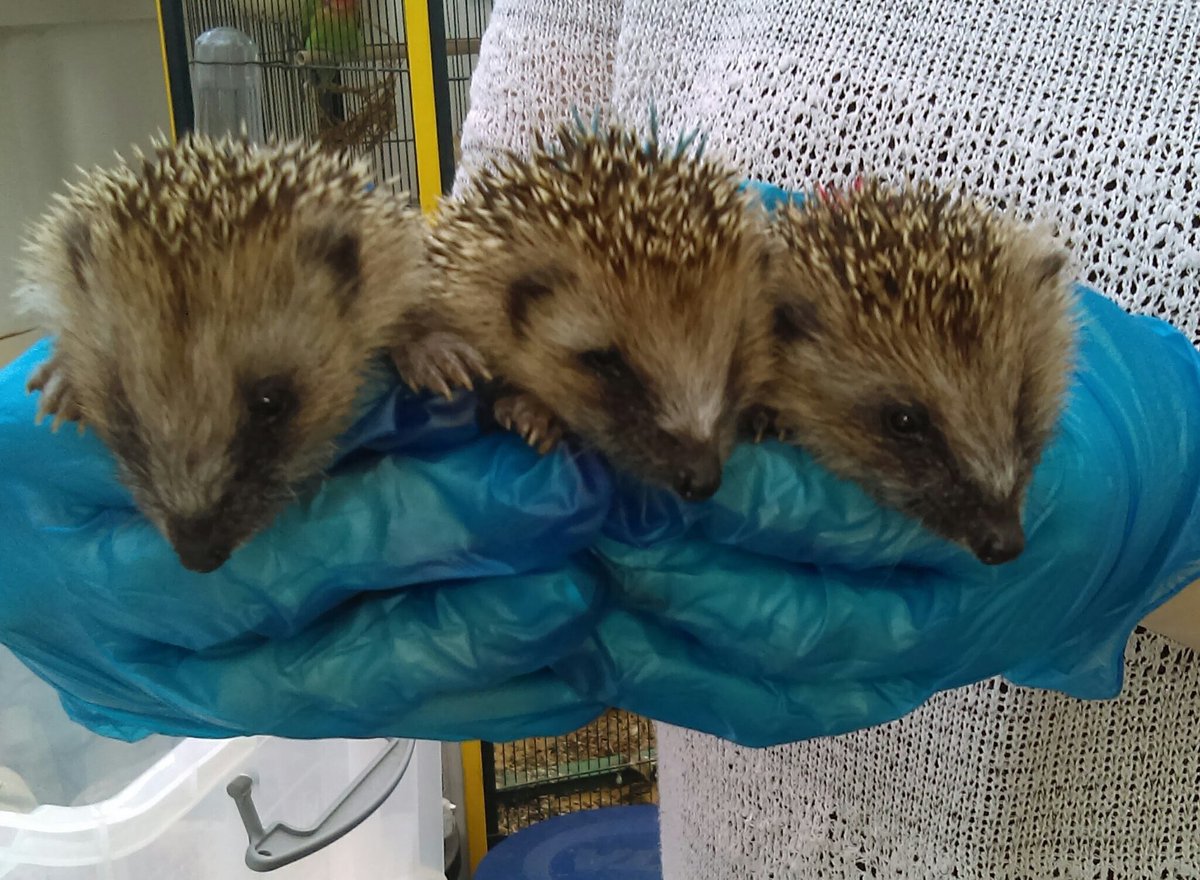 Team4Nature's tweet photo. MASSIVE CALL TO ACTION:
Please VOTE for @Poppyshedgehogs &amp; RT. Race to 1,000 votes wins funds for #hedgehog care 😄👇
https://t.co/HL7yKwyAM2 https://t.co/iyv0fQEySG