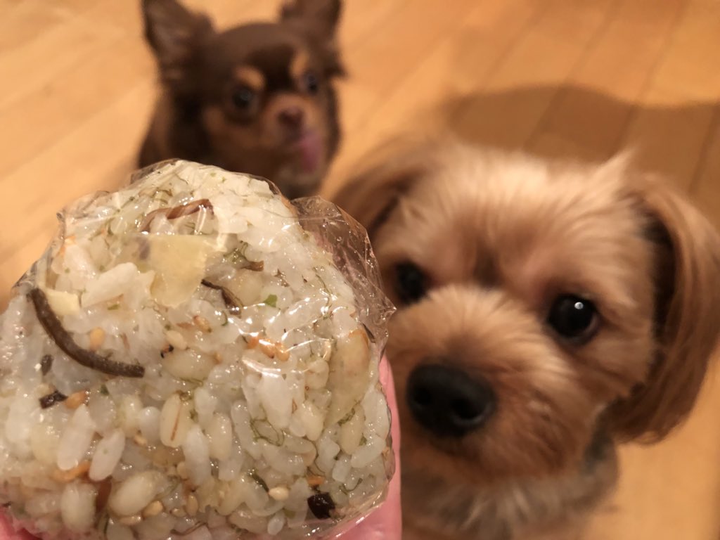 KazumiYuge's tweet photo. おにぎりしか見えていないココちゃん…どんだけ食いしん坊なんだか…
#FiNC #OnigiriAction #FiNCおにぎり https://t.co/A7CYFwRYTw