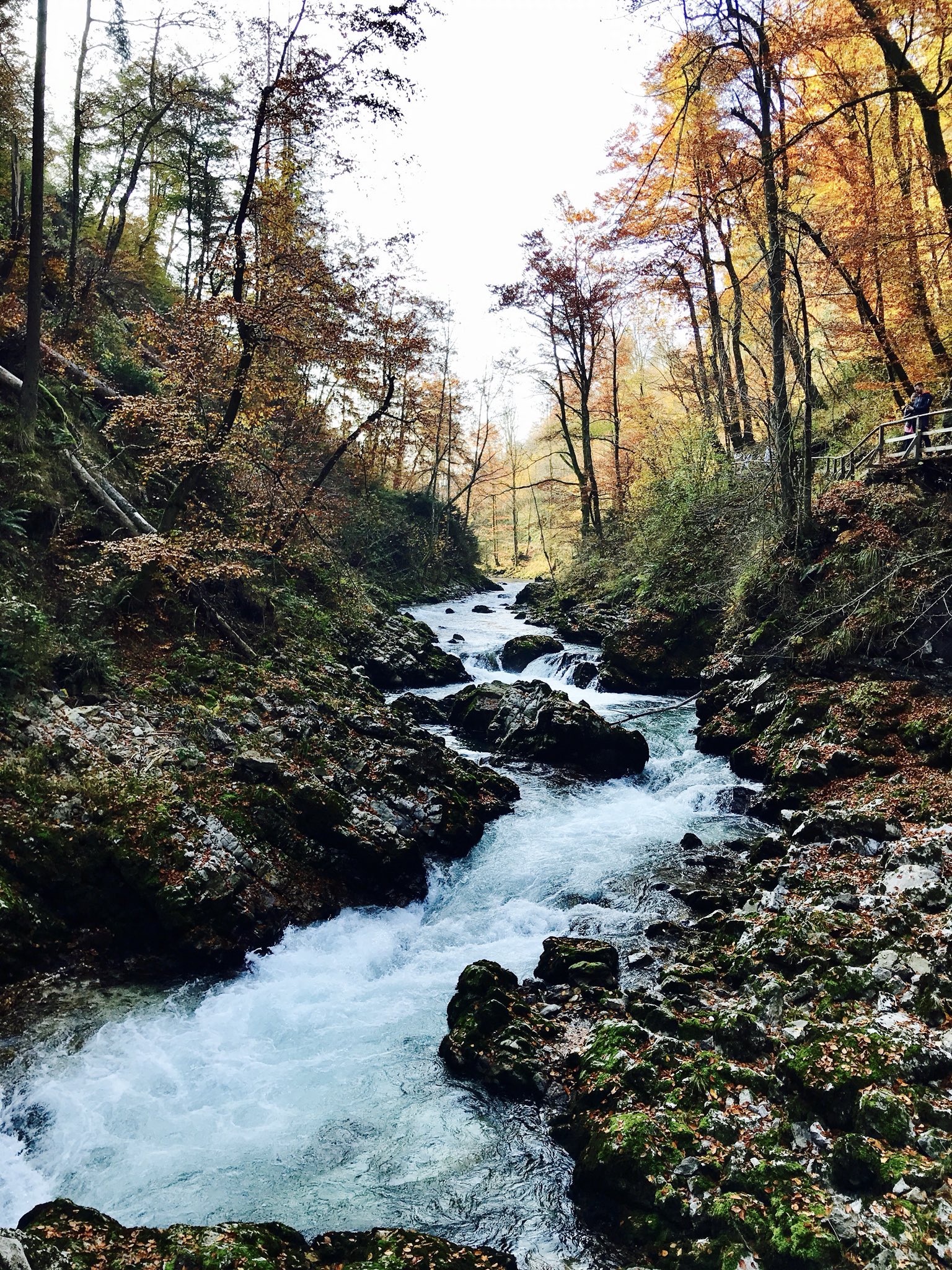 Elena Bondioli on X: The stunning beauty of #Nature 🍂🌿🍁 #ifeelsLOVEnia  #Slovenia #Slovenija #Bled #LakeBled #Vintgar #Autumn   / X