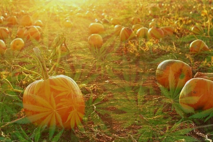 SevenLeafLife's tweet photo. Pumpkin Spice Latte season, but there's also Pumpkin Spice Marijuana 😊🎃🍃 Link https://t.co/ubJHZ9Lm6x
#marijuana #cannabis #weed #halloween https://t.co/wwd2j8LH2N