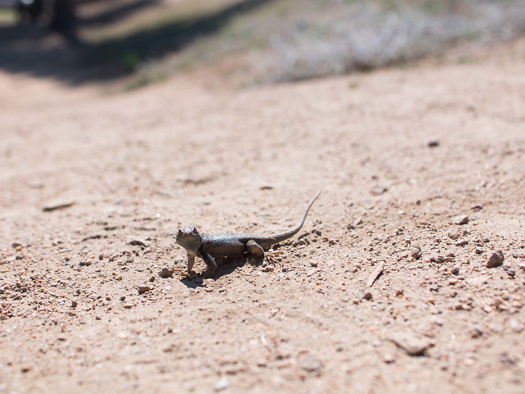 PaliMountain's tweet photo. Up close and personal with our little lizard friend at Pali. #lizard #nature #outdooreducation https://t.co/uPod7qnrBd