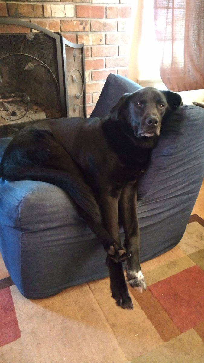 ChristiCorbett's tweet image. Why yes, I did just drop my phone on my sleeping dog, then spent many minutes apologizing for scaring him. #dogs #doglanguage #authorlife