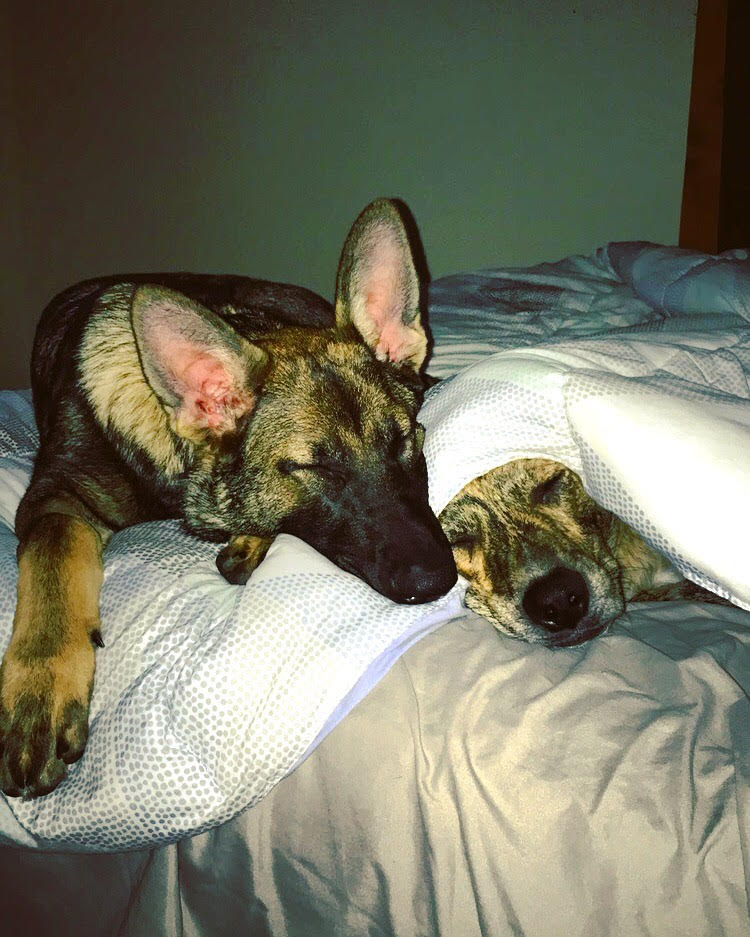 HaleyHaase1's tweet photo. I am seriously obsessed with these two #ReignAndLayla  #aedu209trolls https://t.co/eBjRQrXbAv