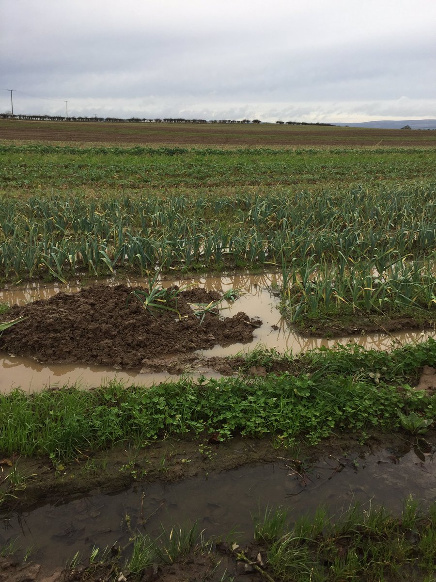 emmdunne's tweet photo. Hope the orders for Organic Leeks aren't too big this week. 😕 https://t.co/vhlQ7iTOIX