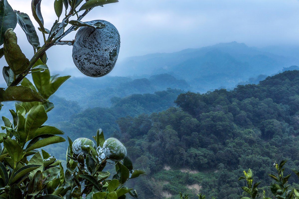 GusWoodsPhoto's tweet photo. Looking out from a tangerine orchard in #Taiwan's #Dakeng scenic area. #amateurphotography https://t.co/GqhhFivzjj