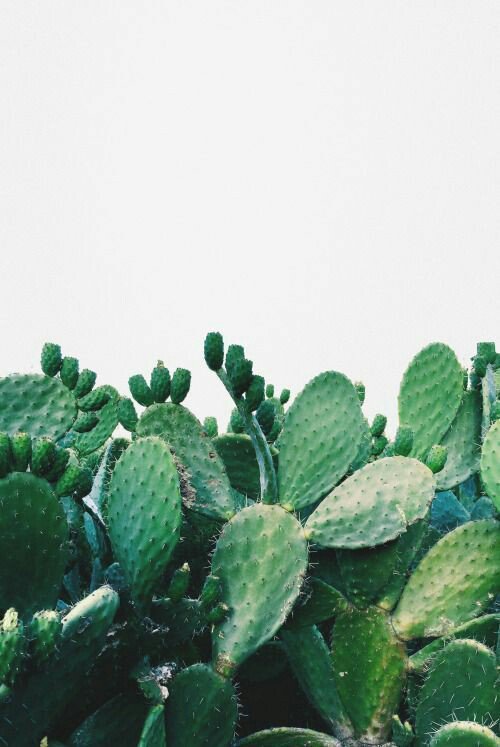 wallpaperxxp's tweet photo. Green 💚 #แจกวอลเปเปอร์ #แจกวอล #green  #wallpaper https://t.co/jAV2V5zZrq