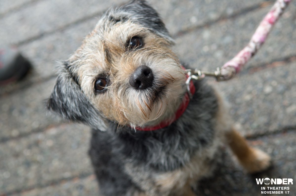 whitebirdmovie's tweet photo. Meet Auggie’s most loyal companion, Daisy. 🐶  #WonderTheMovie https://t.co/Z8YpXr7fzS