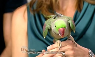 FlaBirdSanct's tweet photo. Feeling the love, even when saying goodbye... the story of Floyd and Alexandrine #parrot https://t.co/dVADwP2w7g #TheBirdMother https://t.co/KYXq7Nf3qs