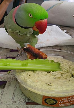 FlaBirdSanct's tweet photo. Feeling the love, even when saying goodbye... the story of Floyd and Alexandrine #parrot https://t.co/dVADwP2w7g #TheBirdMother https://t.co/KYXq7Nf3qs