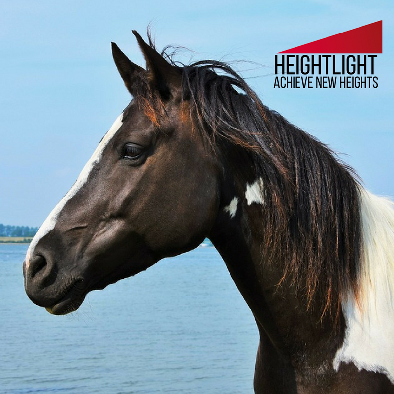 HeightLightTech's tweet photo. When is the best time to train, or how you should end every training session with your horse? https://t.co/7wv4Nst6Mp #AchieveNewHeights https://t.co/YxXXEkyiOd