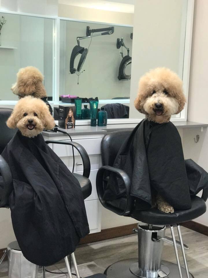 SimplyDogGroom's tweet photo. Appointments available this week at our Heswall salon #DogGrooming #DogsOfTwitter #BlueRinse #Perm #ShortBack&amp;Sides #GroomToYourRequirements https://t.co/dgbvcessol