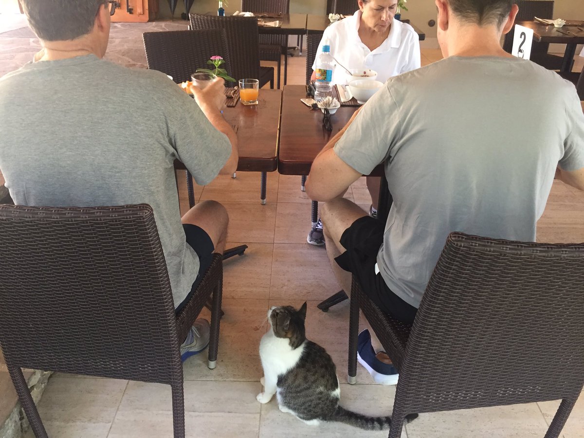 Diplocat_LB's tweet photo. Nothing one eyed about Cyclops the #CookIslands cat joining in on our morning briefing over breakfast 🐱 https://t.co/8VqkzIX77M