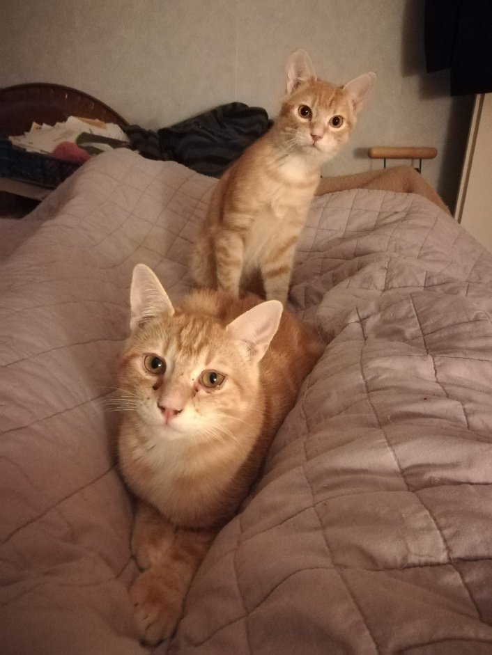 chatlibretlse's tweet photo. Recherche famille d'accueil sans autre chat pour Tomcot et Jumbocot, 2 chatons sympas ➡️ se proposer : toulouse@le-chat-libre.com #toulouse https://t.co/qF4JmB5L0m