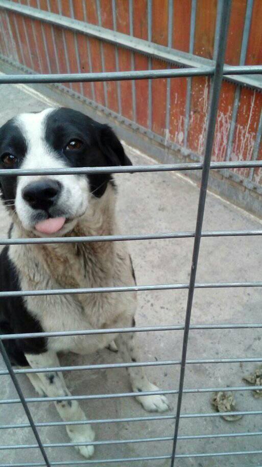 extraviado en Peñalolen  en las cercanías de Departamental con Tobalaba, se llama Kei, tiene 6 años, sin collar, mediano+56 9 4980 7291
