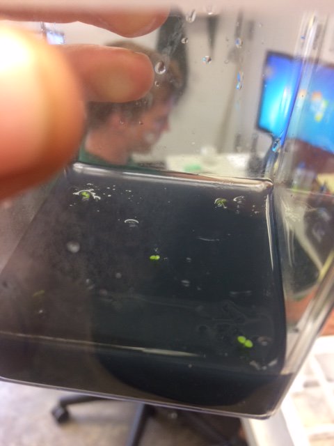 erinsullivan410's tweet photo. #Nesocodon mauritianus in tissue culture.  Endemic to #Mauritius.  Produces a bright red nectar &amp; pollinated by day geckos, #Phelsuma ornata https://t.co/KpKzwnDvLG