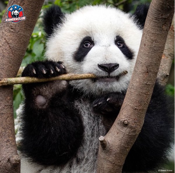 De panda heeft een soort extra ‘vinger’ 🐼 Dit uitsteeksel gebruikt hij als soort duim, om een bamboestengel met één poot vast te houden.