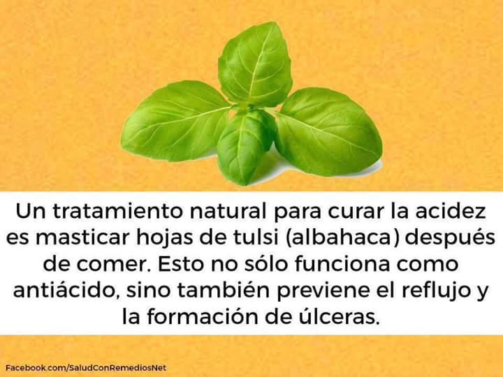 ainhoa_becquer's tweet photo. Mastica albahaca 🌿 https://t.co/rba3Ms5XQB