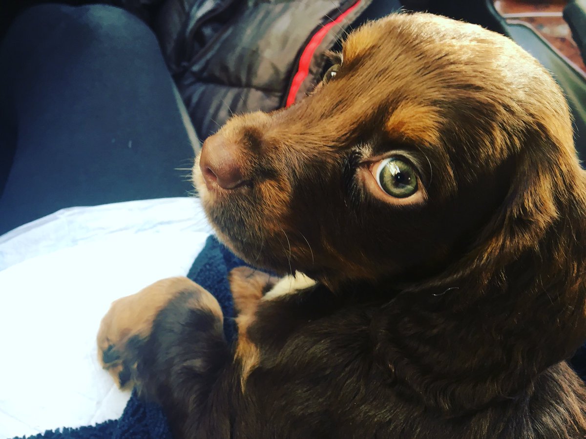 Say hello to our new pup and future running buddy Hadrian!!  #dogs #trailrunning #puppy #newpuppy