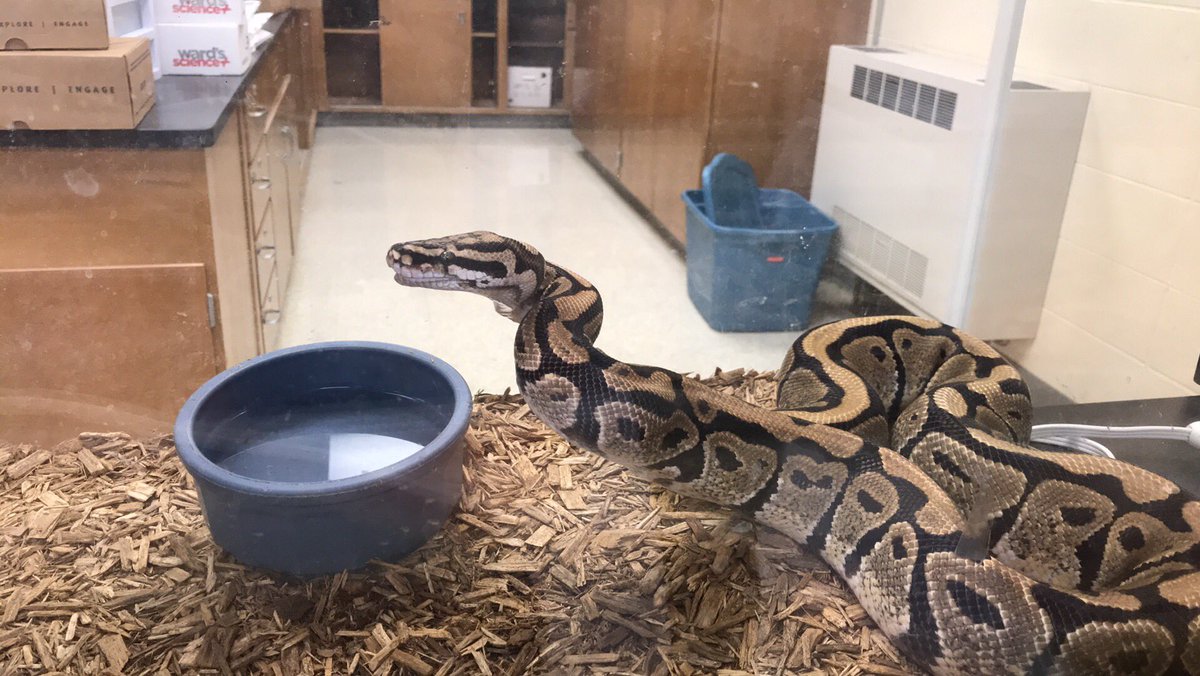 deemeister70's tweet photo. #eahsgo Breakfast for Cuddles! Both 1st &amp; 2nd hours got to watch. https://t.co/SIj747KUX3