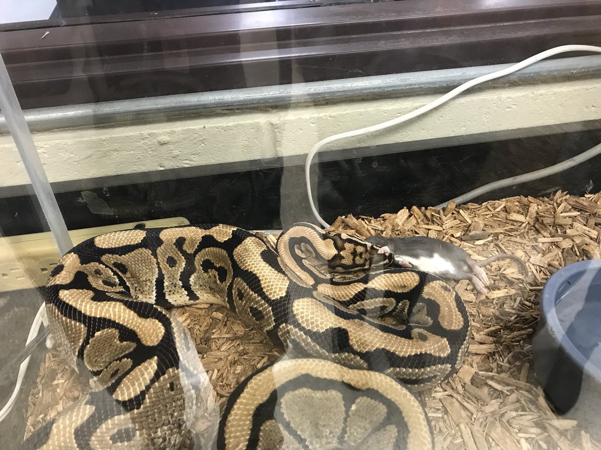 deemeister70's tweet photo. #eahsgo Breakfast for Cuddles! Both 1st &amp; 2nd hours got to watch. https://t.co/SIj747KUX3