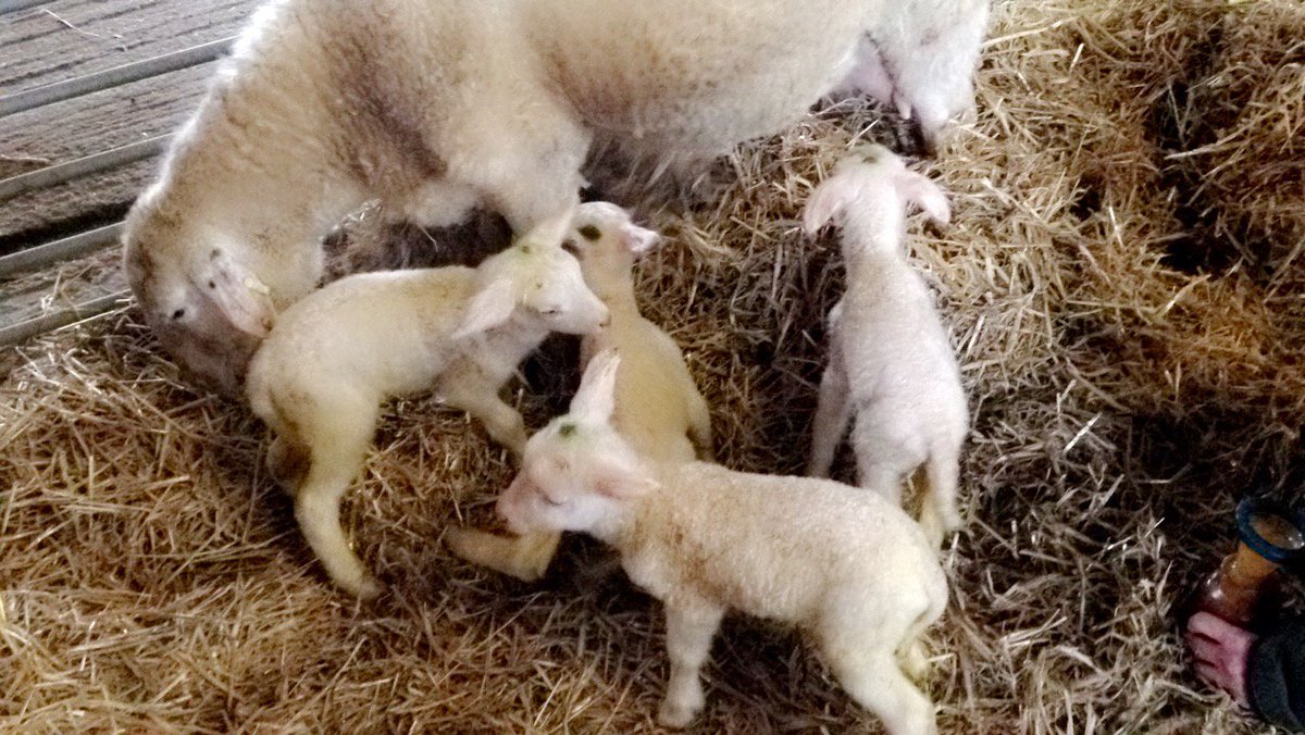 MereCreamery's tweet photo. Sorry for the lack of contact lately - it’s been busy with a newborn baby, lambing season along with a film crew! https://t.co/SX75Dwc72M