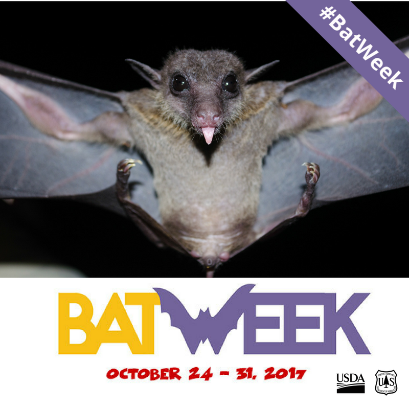forestservice's tweet photo. #Bats get a bad rap, but during the #BatWeek (Oct 24-31) we want to dispel myths about bats and their role in the environment. https://t.co/zRpoNVvU4Q