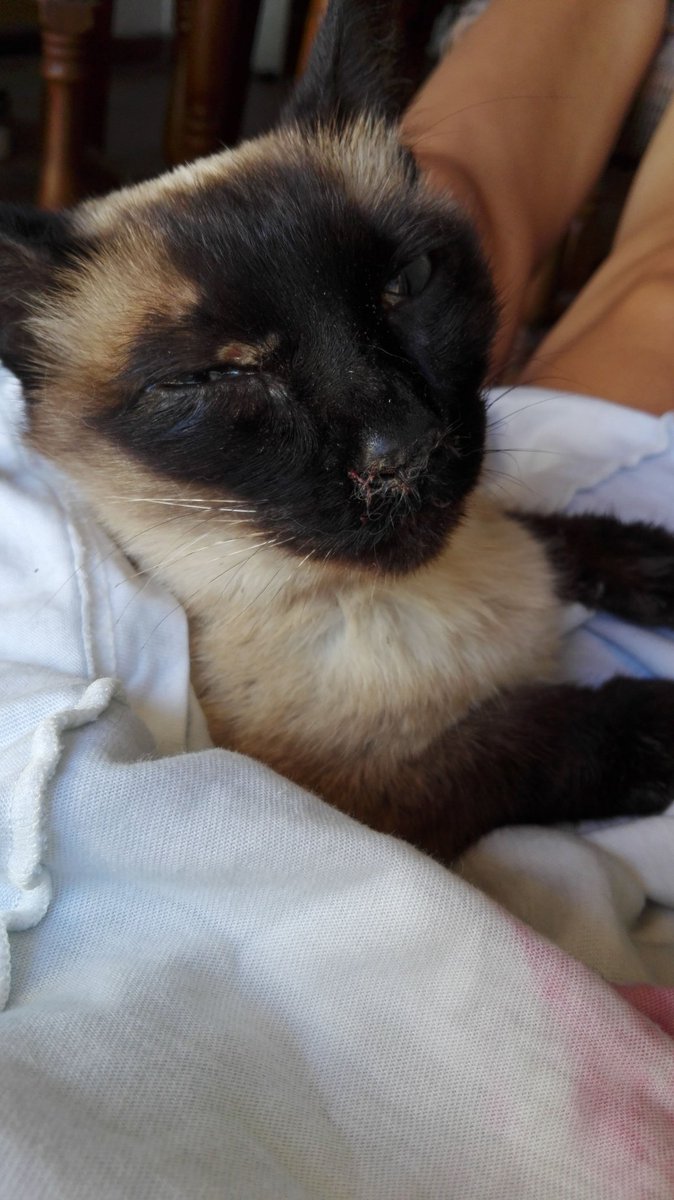 guillefreire's tweet photo. No puedo creer la suerte que tuve de que alguien la encuentre a tiempo y esté conmigo de nuevo💟 https://t.co/x8LwOTcWts